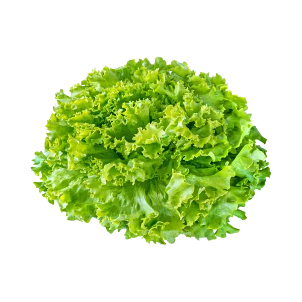 Salade Batavia AB