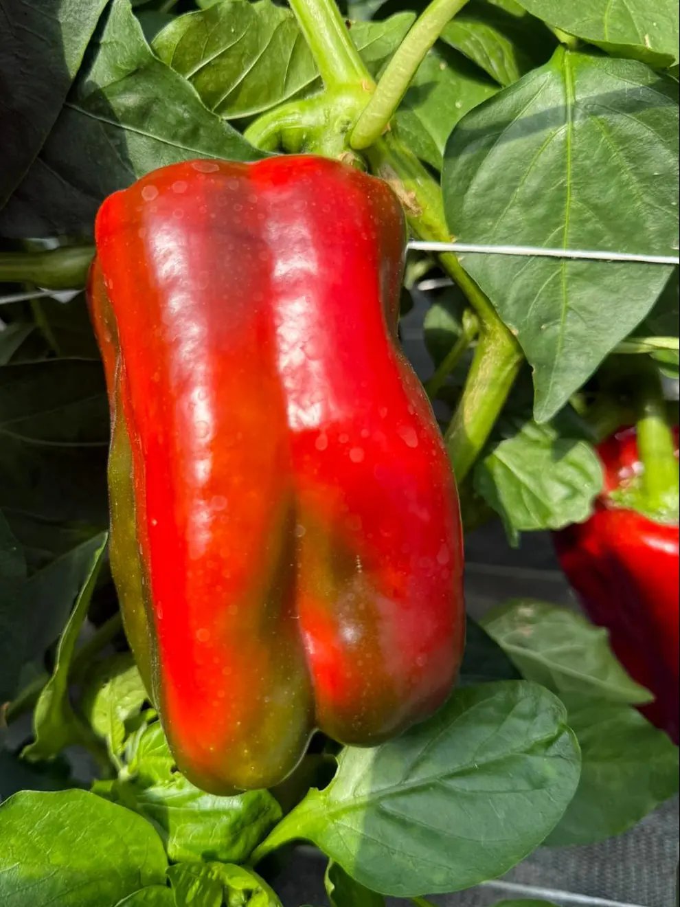 poivron la josephine