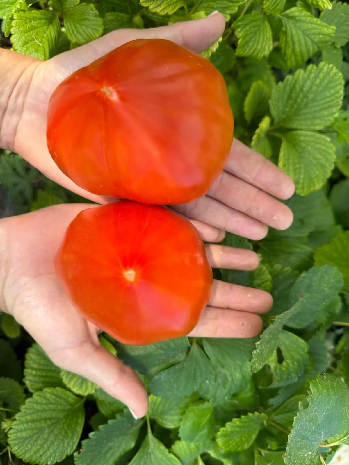 tomate la josephine