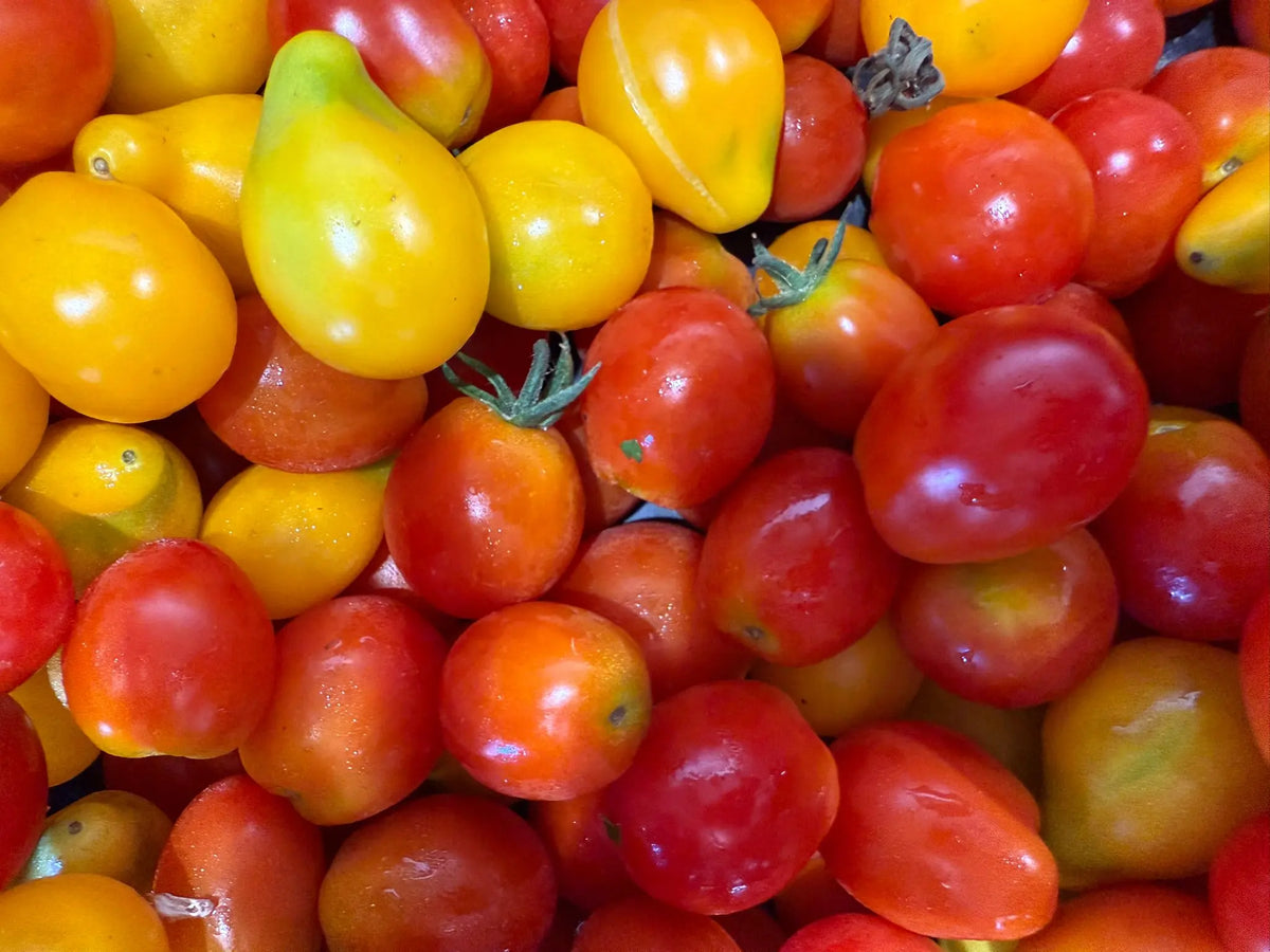 tomates-cerises-bio-la-josephine